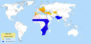 800px-White_Stork_migration_map-en_svg