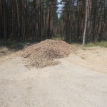 Dzik 1