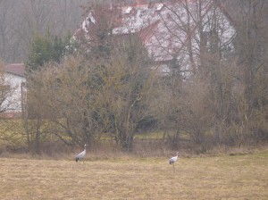 DSCN0316