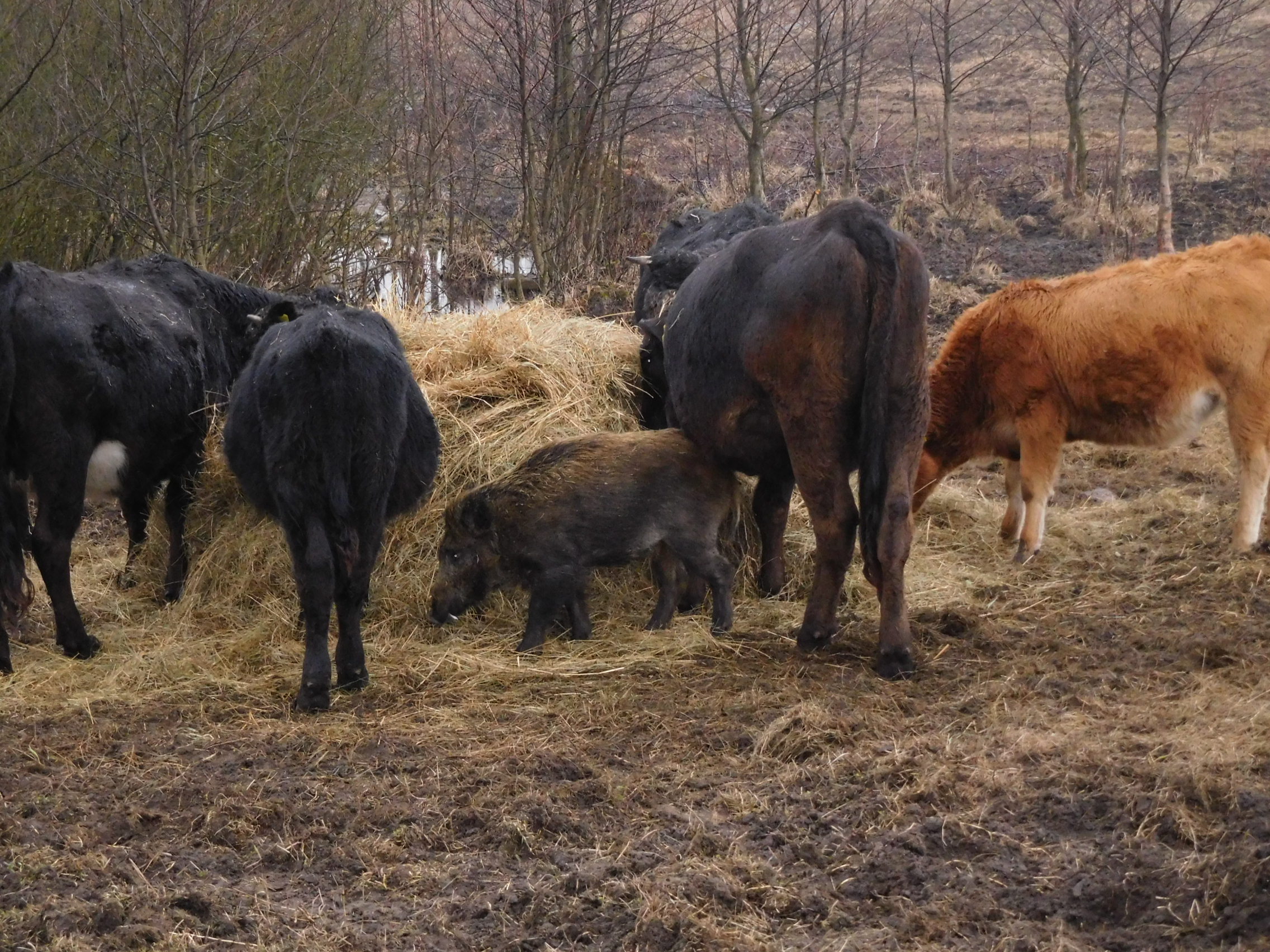 Anomalie i zmiany zachodzące w zachowaniach zwierząt w naturalnych środowiskach.