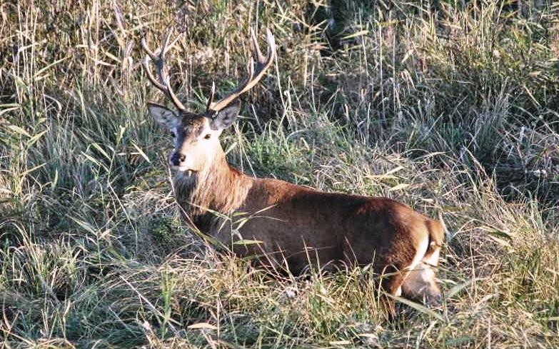 Wspomnienia z rykowiska