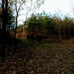 IMG_20181103_152023214